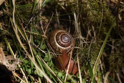 Close-up of snail on land