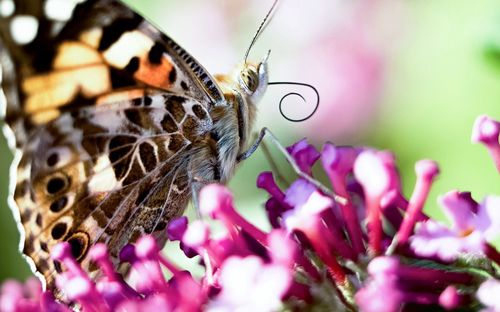 Close-up of butterfly pollinating on purple flower