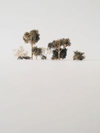 Trees in park
