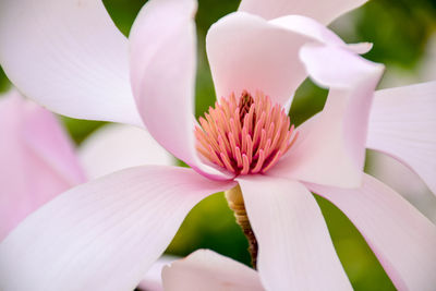 Close-up of pink lotus water lily