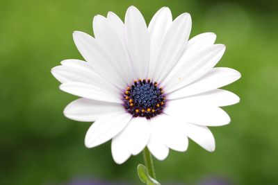 Close-up of white flower