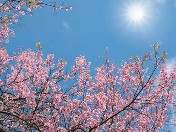 Low angle view of pink flower tree
