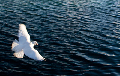 High angle view of seagull flying over sea