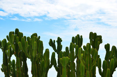 Low angle view of plants against sky