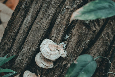Close-up of snail on tree trunk
