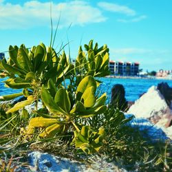 View of plants and rocks against blue sky