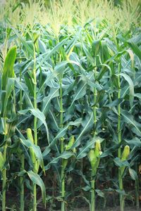 High angle view of fresh green plants on field