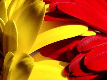 Full frame shot of multi colored flower