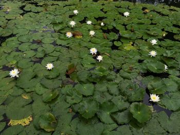 Full frame shot of lotus water lilies and lily pads in pond