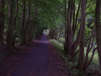 Empty road along trees in forest