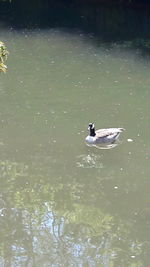 Swans swimming in lake