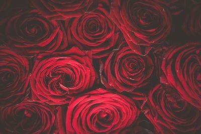 Full frame shot of red roses as background