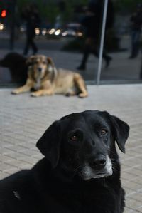 Portrait of black dog