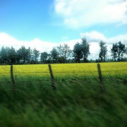 Scenic view of grassy field against sky