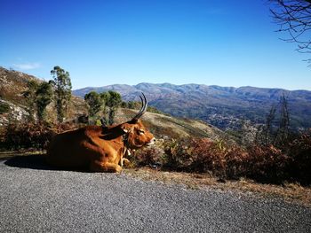 Horse on mountain against clear sky