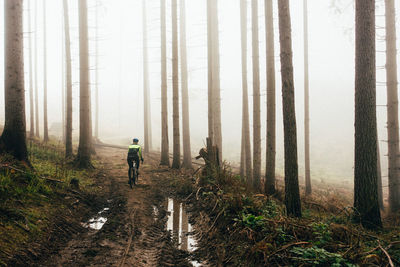 Rear view of woman riding bicycle on road amidst trees during autumn