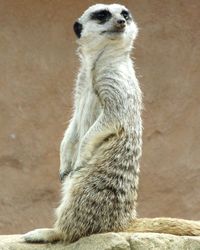 Close-up of cat sitting outdoors