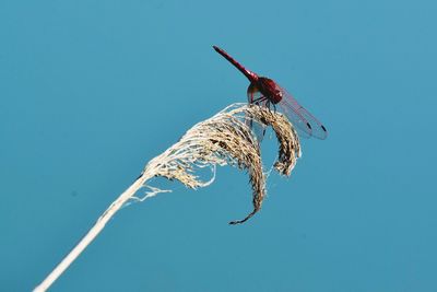 Low angle view of insect on twig against blue sky