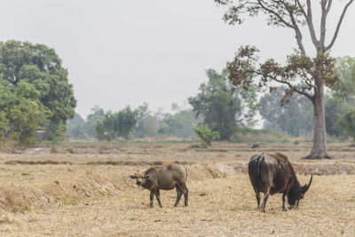 Water buffalos standing on field