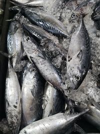 High angle view of fish for sale in market