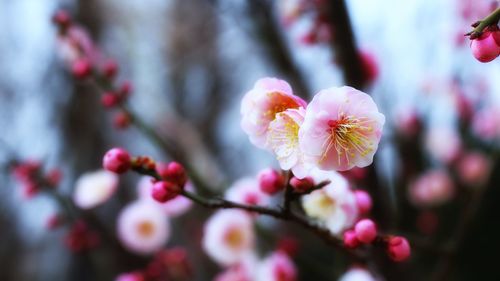 Close-up of flowers growing on tree