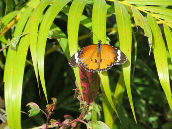 Close-up of butterfly pollinating flower