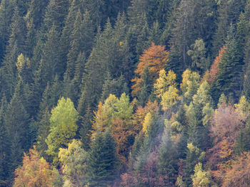 Autumn landscape in italian dolomites in italy lago di tovel