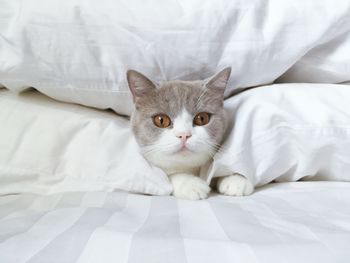 Portrait of cat on bed