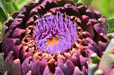 Close-up of pink flowers