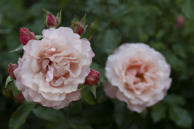 Close-up of pink rose flower