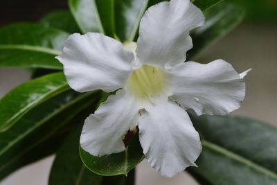 Close-up of white flower blooming outdoors