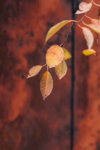 Close-up of orange leaves against blurred background
