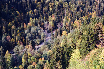 High angle view of pine trees in forest during autumn