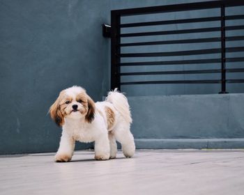 Portrait of dog on footpath