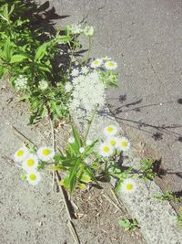 Close-up of yellow flowers