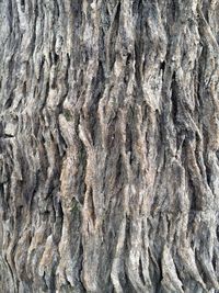 Full frame shot of tree trunk