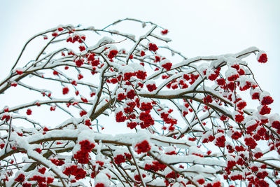 Low angle view of frozen tree against sky