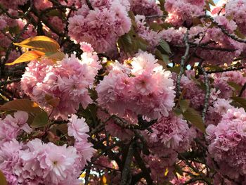 Close-up of pink flowers blooming outdoors