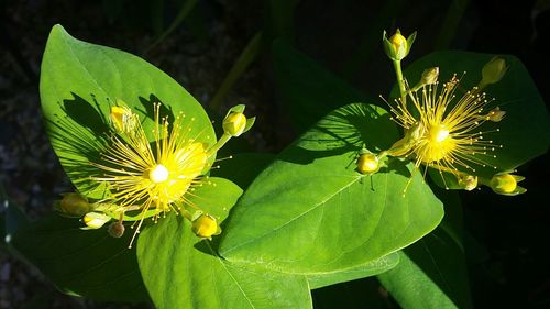 Close-up of yellow flowers