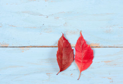 High angle view of autumn leaves on table