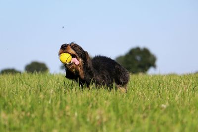 View of a dog on field