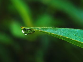 Morning dew drops on a leaf.