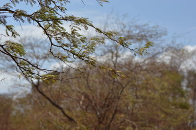 Close-up of flower tree against sky