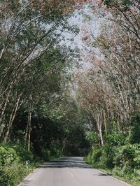 Empty road amidst trees in forest