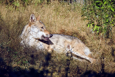 View of an animal on field