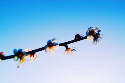 Low angle view of birds flying against clear blue sky