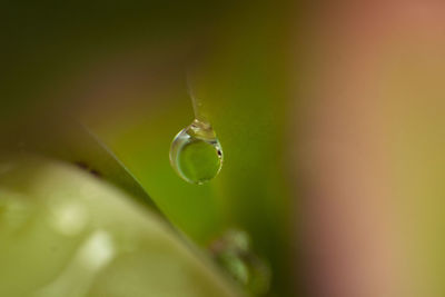 Close-up of water drop on leaf