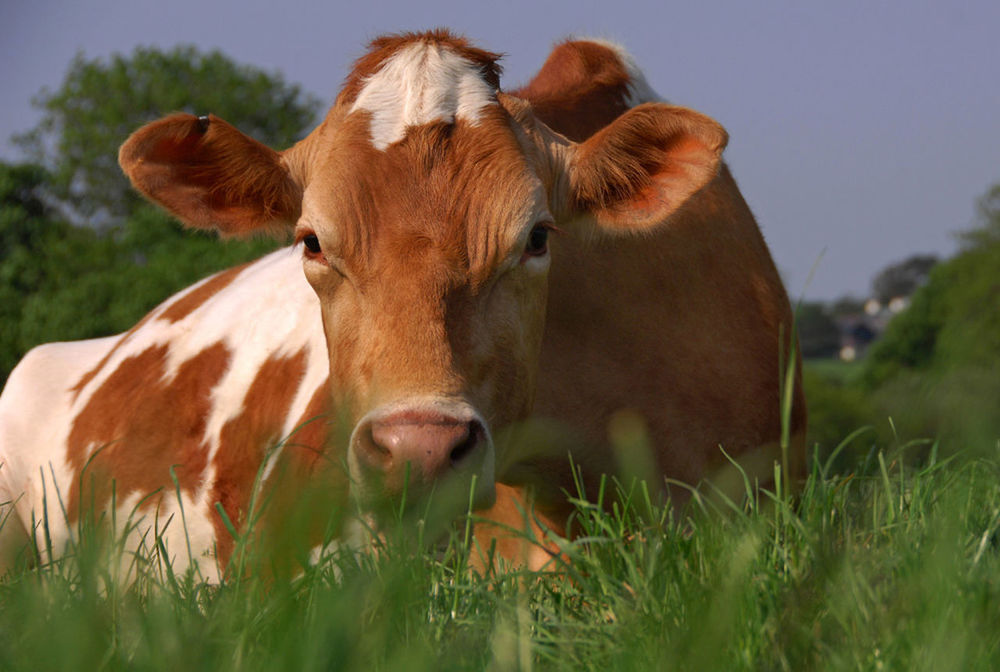 COW ON FIELD AGAINST SKY