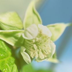 Close-up of flowers