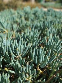 High angle view of succulent plant on field